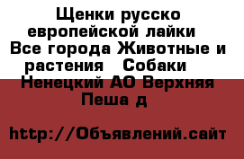 Щенки русско европейской лайки - Все города Животные и растения » Собаки   . Ненецкий АО,Верхняя Пеша д.